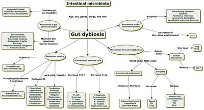 Gut-joint axis: Gut dysbiosis can contribute to the onset of rheumatoid arthritis via multiple pathways